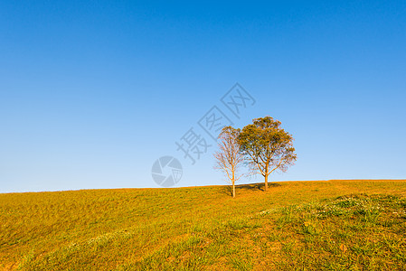 山上树上有蓝色的天空濒危树干环境场地生态土地农村季节草地力量图片