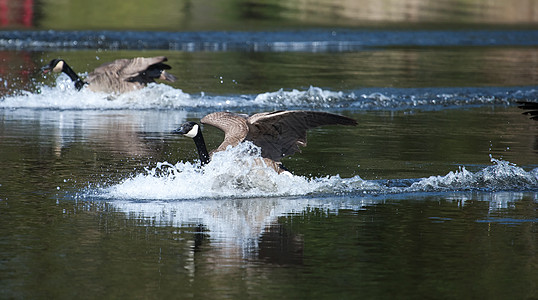 加拿大鹅在水上着陆翅膀灰色居住黑色动物群姿势账单野生动物白色棕色图片