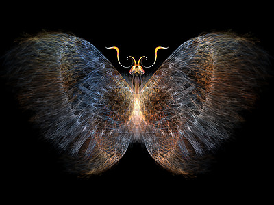 蝴蝶可视化设计插图几何学航班翅膀数学传播花园昆虫昆虫学图片