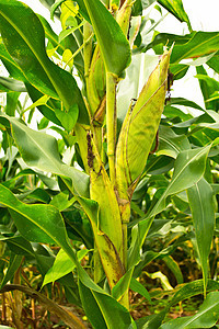 种植玉米的绿地生产蔬菜农村场地国家收成花粉食物种子季节图片