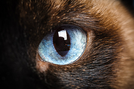 一次 Siamese 猫眼宏观闭合连体青色蓝色小猫猫咪反射摄影师黑色捕食者毛皮图片