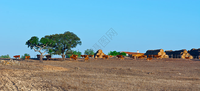 奶牛农场土地草地石头哺乳动物动物畜栏季节栽培爬坡图片