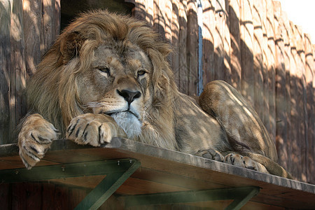 非洲狮子动物园动物群野生动物爪子男性鬃毛动物毛皮鼻子捕食者图片