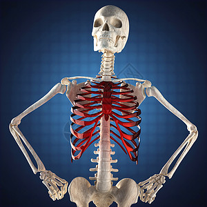 人类骨架模型骨头放射科辐射射线扫描考试卫生医院外科x光图片