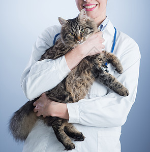 兽医和猫家畜毛皮拥抱猫科保健宠物女士实验猫咪科学图片