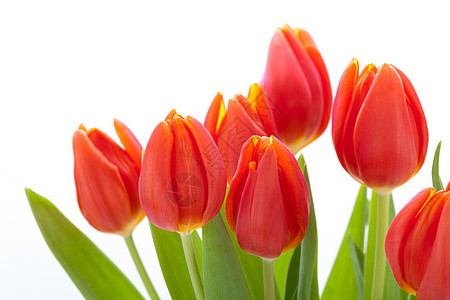 美丽的红色新郁金香 为爱人的爱人花瓣生日季节植物灯泡植物群庆典纪念日花束假期图片