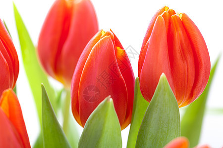 美丽的红色新郁金香 为爱人的爱人植物群花艺装饰生日假期树叶花朵风格纪念日庆典图片