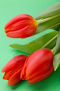美丽的红色新郁金香 为爱人的爱人花艺周年季节庆典花瓣植物风格花园园艺装饰图片
