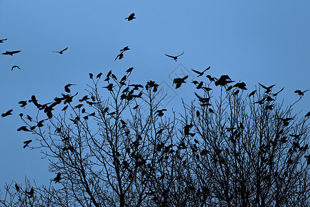 树上的乌鸦公园艺术野生动物羽毛掠夺鸟类飞行森林树木阴影图片