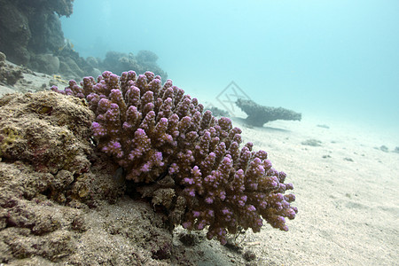 珊瑚礁与硬珊瑚紫罗兰色鹿角珊瑚在热带海底图片