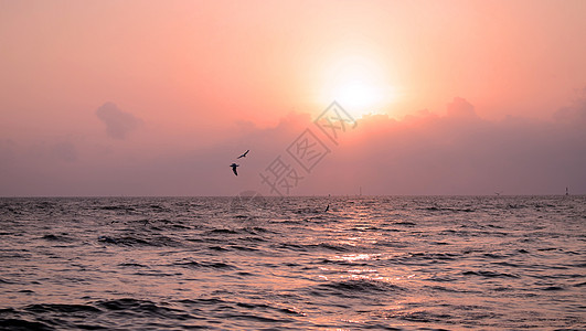 美丽的日落的海鸥海洋翅膀羽毛海鸟动物日出场景海滩翼展野生动物图片