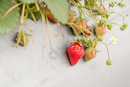 草莓在灌木丛上等待采摘饮食叶子收成土壤食物农场生长农村浆果美食图片