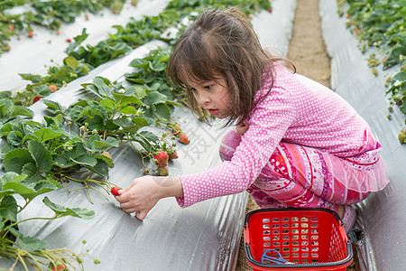 采摘草莓草莓农场的美少女采摘水果营养生长收成小姑娘园艺植物味道浆果太阳食物背景
