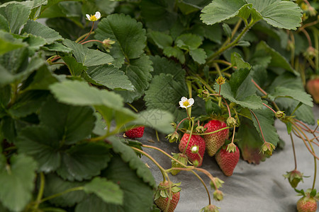 用银膜在灌木丛上草莓花园美食蔬菜生产季节营养农场植物水果农村图片