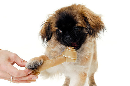 吃骨头的狗狗小吃犬类朋友棕色北京人宠物咀嚼女士玩具食物图片