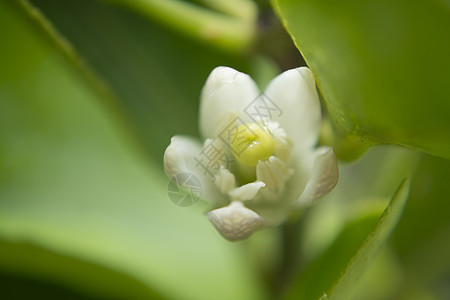 宏中的柠檬花养花水果热带宏观太阳柠檬园艺食物植物生长图片