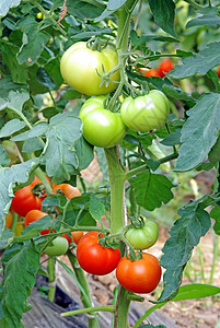 在温室中成熟的番茄园艺树叶收成叶子西红柿农业藤蔓食物菜园生产图片