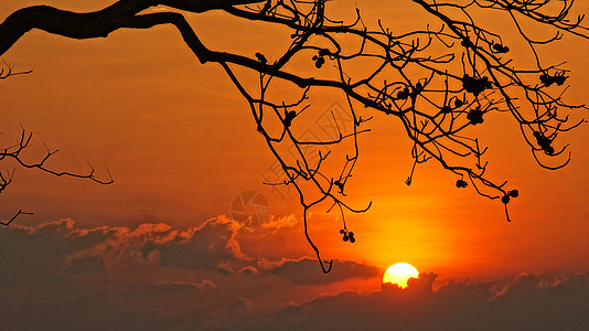 日落的景象与太阳 树枝的周光圆圈橙子阴影天空阳光风景旅游剪影艺术印象图片