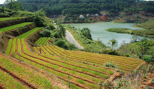 封闭阳台绿蔬菜梯田花园和松树丛林背景