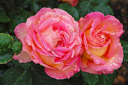 两朵美丽的粉红玫瑰花瓣花园玫瑰花园雨滴园艺粉色浪漫玫瑰花朵图片