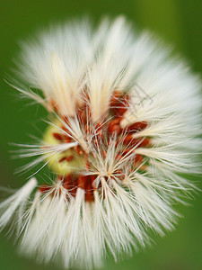 特写dandelion种子头植物花序伞形生活美丽幸福宏观墙纸季节羽毛图片