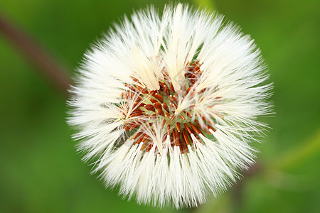 特写dandelion种子头幸福生长墙纸季节飞行植物学生活伞形天空杂草图片