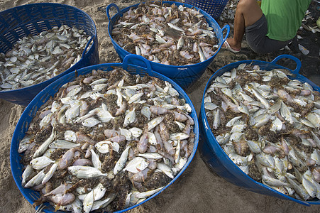 在沙滩上钓到的鱼旅行食物渔夫钓鱼男人海鲜经济海岸销售量工作背景图片