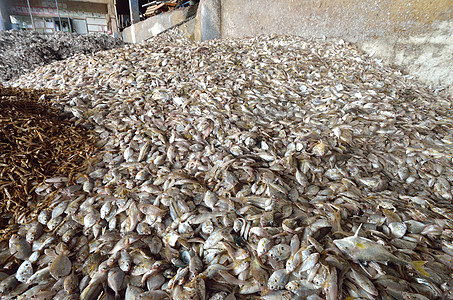 鱼食工厂的工业鱼类钓鱼饲料拳击农场生产包装手套卫生库存贮存图片