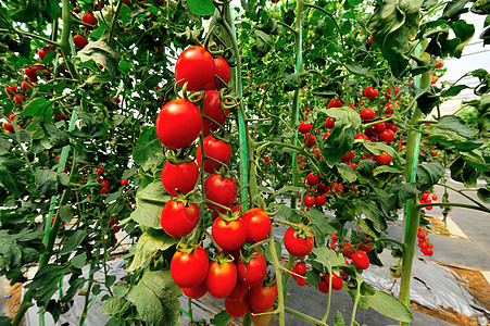 一堆西红柿特写农场蔬菜栽培生长温室植物生态沙拉营养生产图片