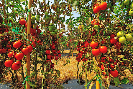一堆西红柿特写叶子食物蔬菜温室营养生产生态植物花园沙拉图片