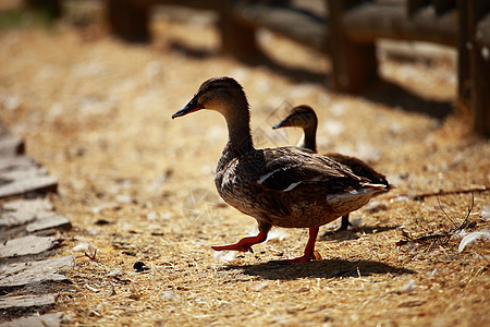 Mallard 鸭和小鸭野生动物母亲家庭游泳快乐反射小鸡水池圆圈动物图片