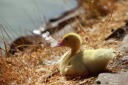 Mallard 鸭和小鸭圆圈游泳团体反射小鸭子水池小鸡兄弟姐妹婴儿快乐图片