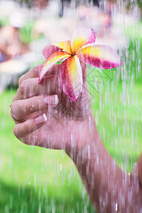 紧紧握着粉红色frafipaani热带花朵的女性手图片