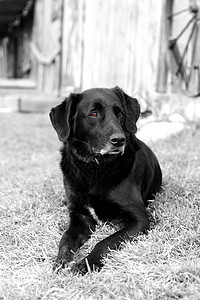 老旧狗狗农场实验室宠物犬类女性眼睛黑色衣领白色棕色图片