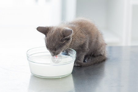 从碗里喝奶的猫咪图片