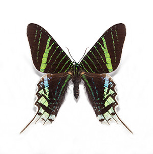 乌拉尼亚利柳树蝴蝶图片