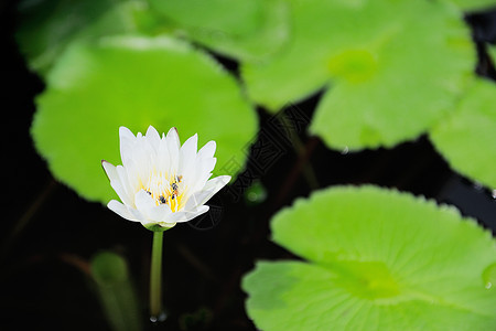 白莲花水叶背面图片