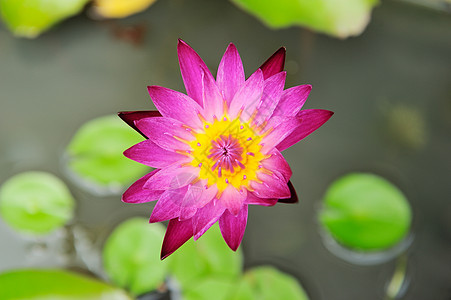 粉莲水回来沼泽花头色彩禅意植物图案紫色花朵荷花植物学图片