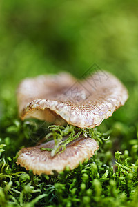 木蘑菇生长地面绿色木头菌类荒野棕色植物苔藓帽子图片