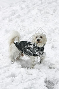 冬季小白狗冬犬类乐趣天气孩子夹克活力教育猎犬跑步草地图片