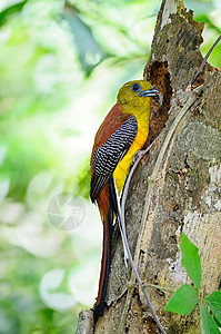 男性橙色乳房Trogon动物群翅膀荒野橙胸热带白色黄色公园木头羽毛图片