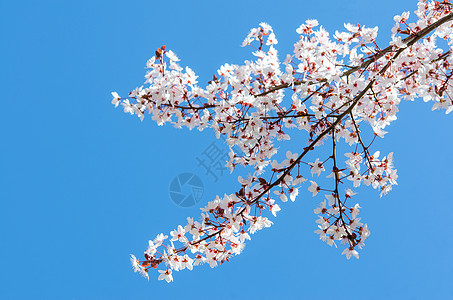 樱桃树的闪光春花枝图片