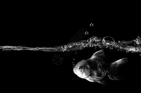 水中金鱼 黑色以上运动尾鳍气泡摄影橙子商业鱼缸奢华影棚动物图片