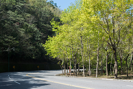 春天的绿树与道路太阳旅游生长季节车道公园森林场景环境场地图片