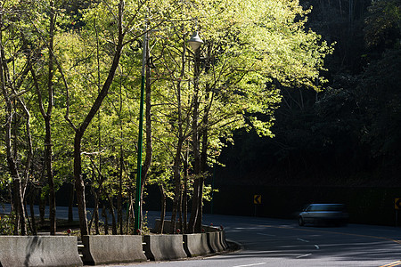春天的绿树与道路小路太阳土地森林月亮公园植物生长树木车道图片
