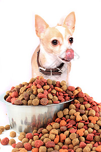 奇瓦瓦狗肖像小狗舌头哺乳动物棕色犬类吃饭白色时间动物食物图片