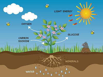 光合作用插图太阳活力花朵地球植物二氧化碳矿物质绿色树叶图片