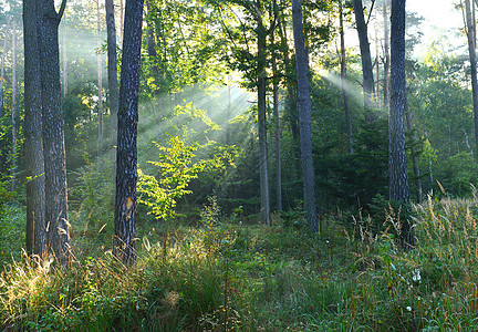森林场景环境薄雾阳光叶子阴影季节山毛榉公园木头图片