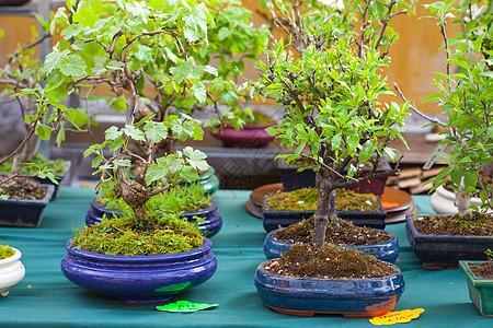 邦赛树艺术品绿色陶器艺术盆栽园艺植物学叶子生长土壤图片