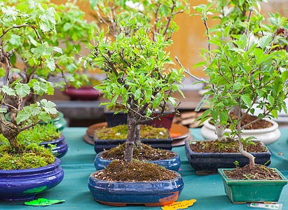 邦赛树生长树叶盆栽植物学艺术品叶子植物艺术陶器绿色图片